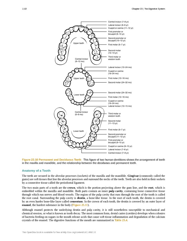 Anatomy & Physiology - 