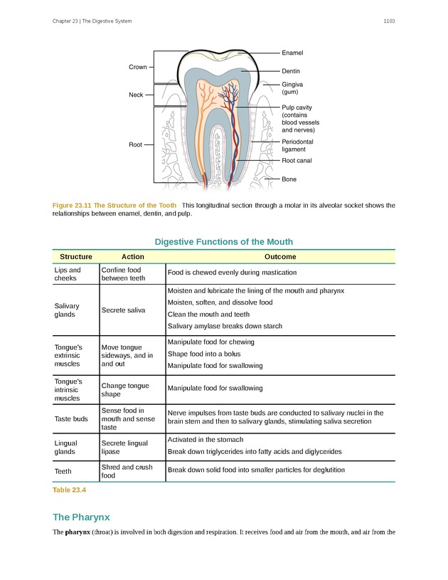 Anatomy & Physiology - 
