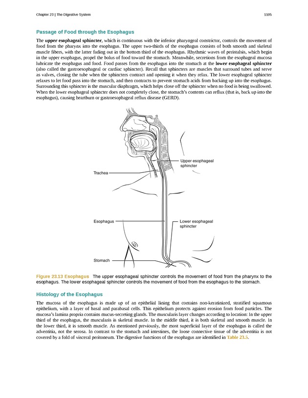 Anatomy & Physiology - 