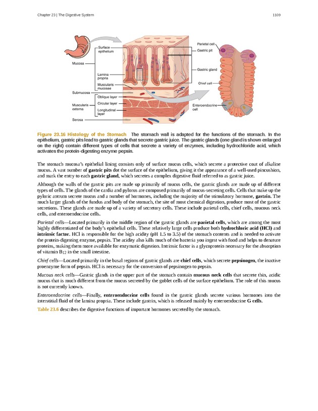Anatomy & Physiology - 