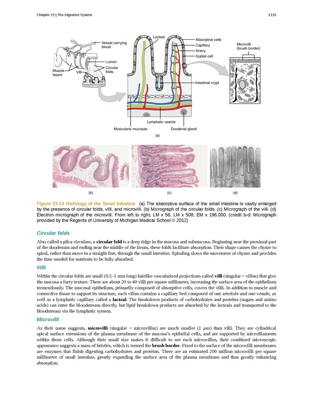 Anatomy & Physiology - 