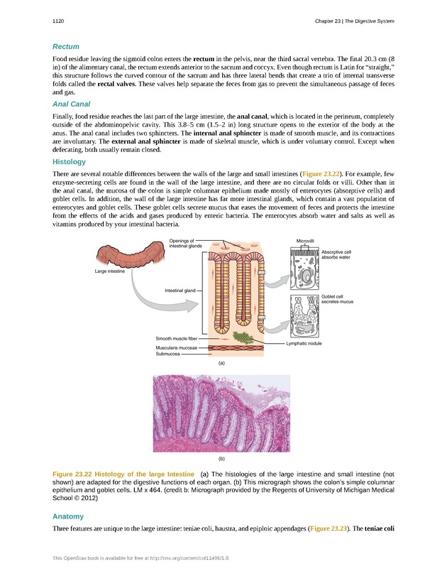 Anatomy & Physiology - 