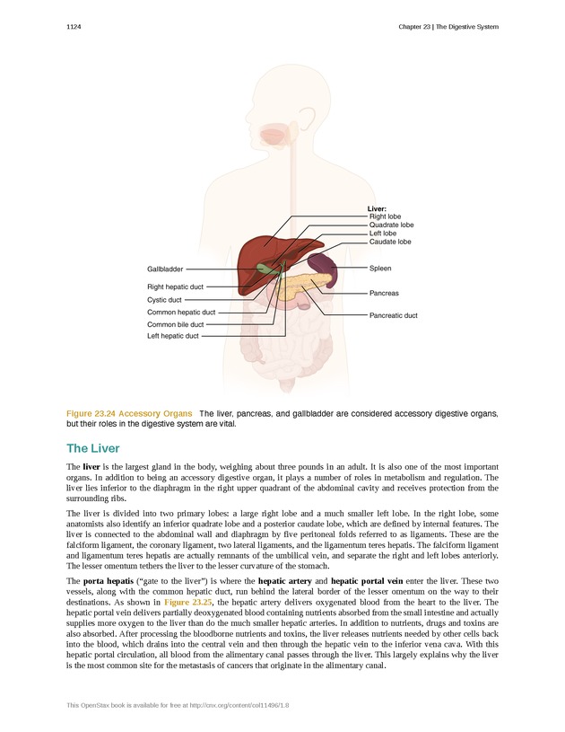 Anatomy & Physiology - 