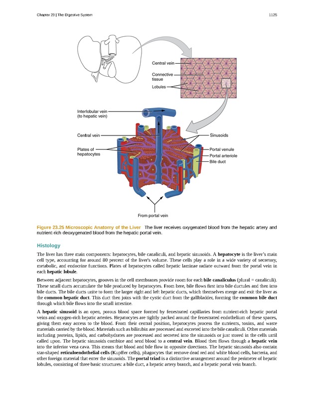 Anatomy & Physiology - 