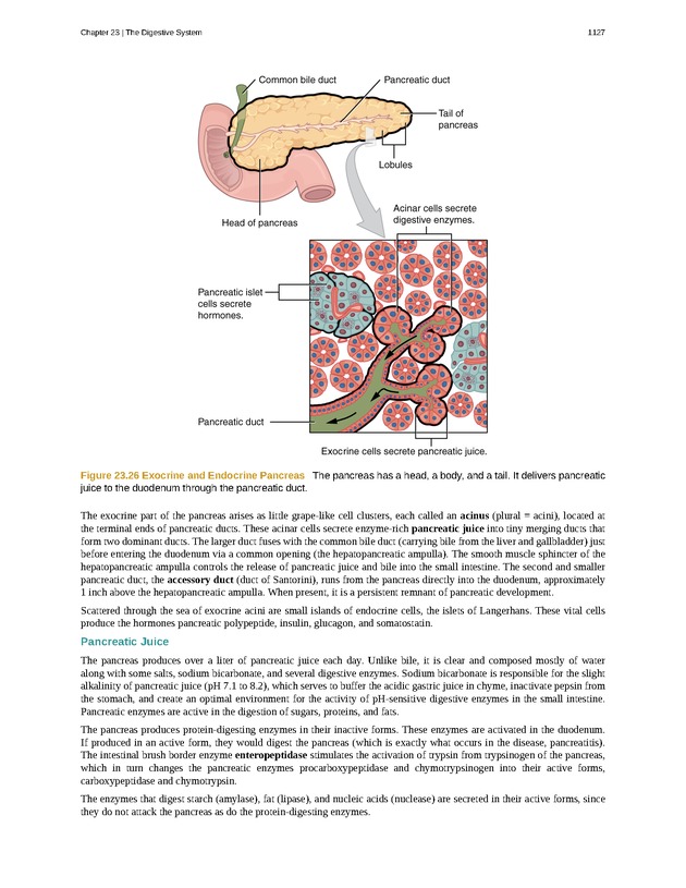 Anatomy & Physiology - 
