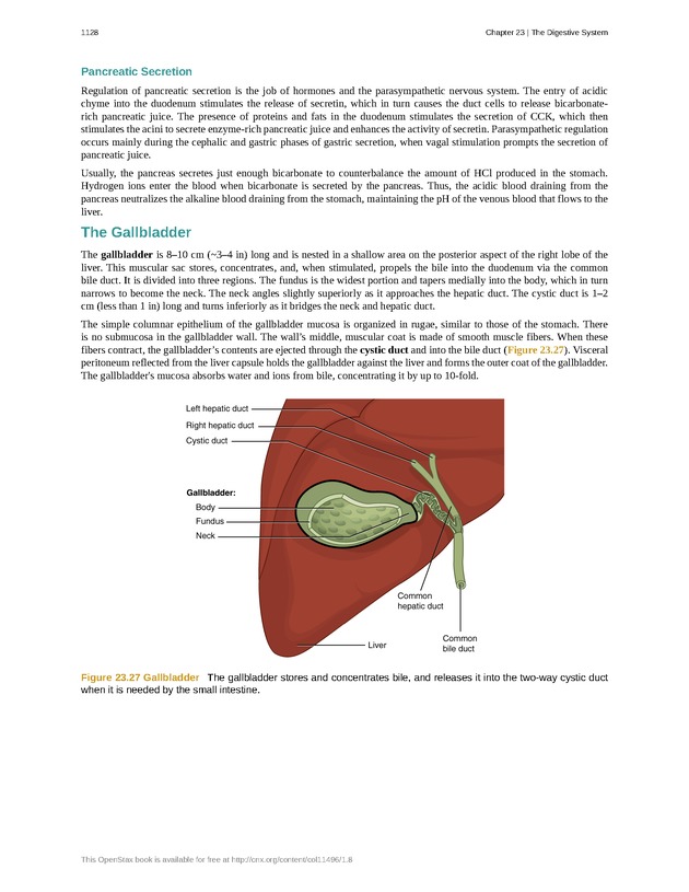 Anatomy & Physiology - 