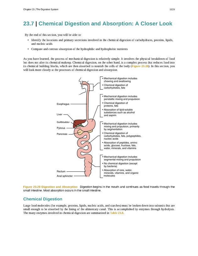 Anatomy & Physiology - 