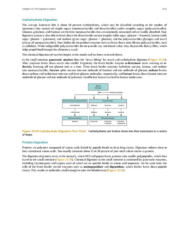 Anatomy & Physiology - 