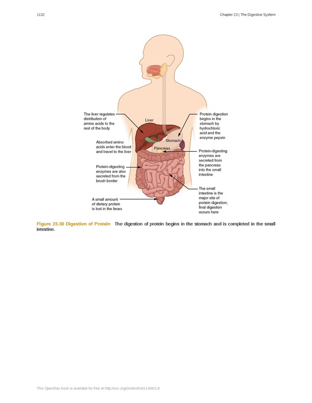 Anatomy & Physiology - 