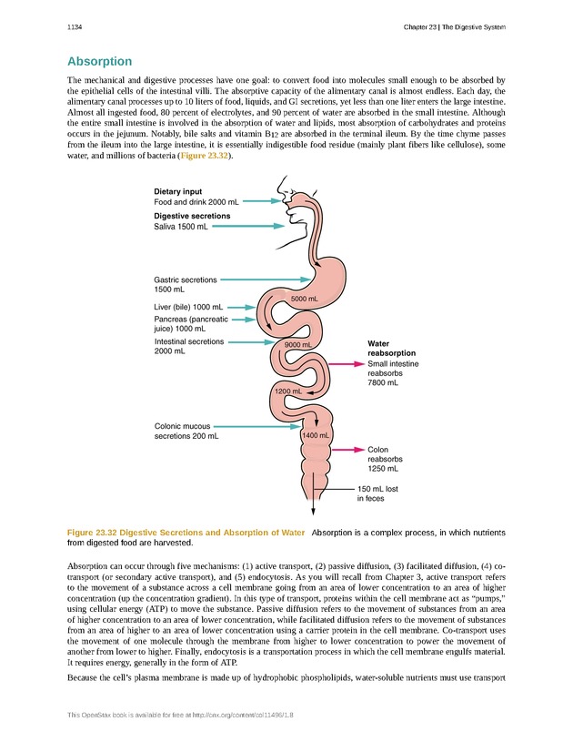 Anatomy & Physiology - 