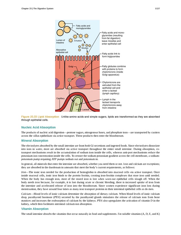Anatomy & Physiology - 