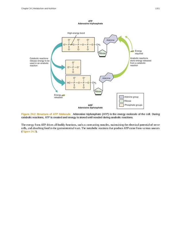 Anatomy & Physiology - 