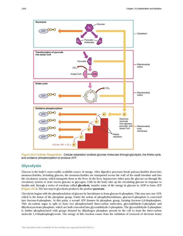 Anatomy & Physiology - 