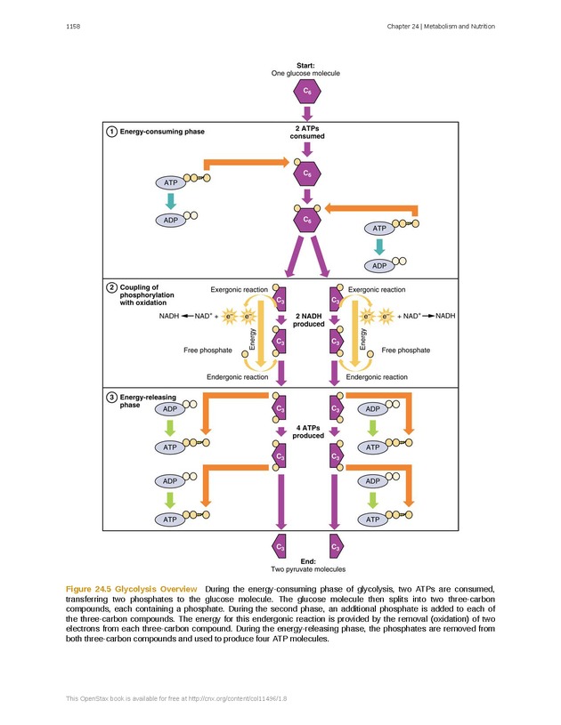 Anatomy & Physiology - 