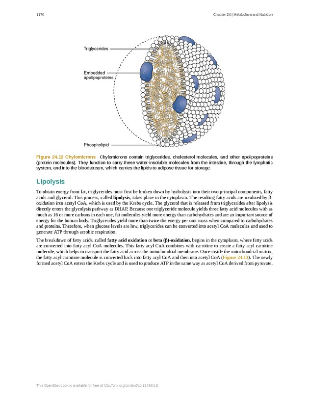 Anatomy & Physiology - 