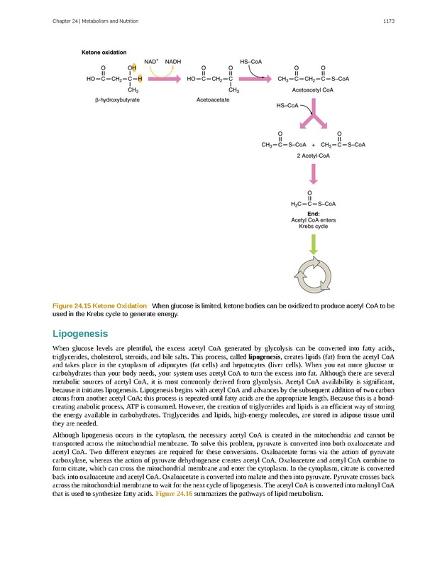 Anatomy & Physiology - 