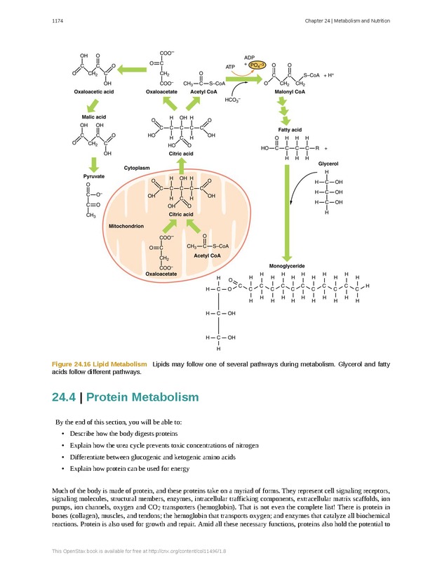 Anatomy & Physiology - 