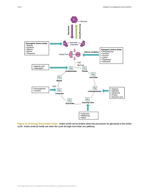 Anatomy & Physiology - 