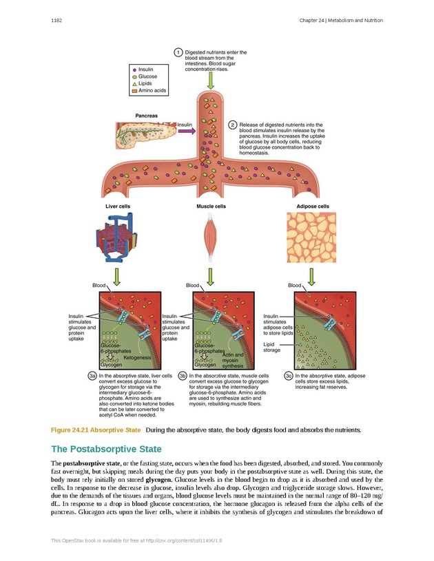 Anatomy & Physiology - 