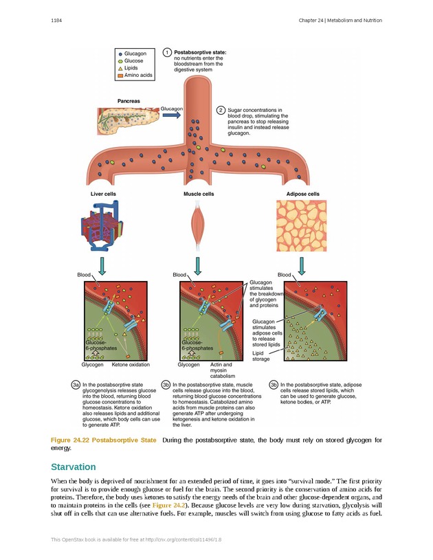Anatomy & Physiology - 