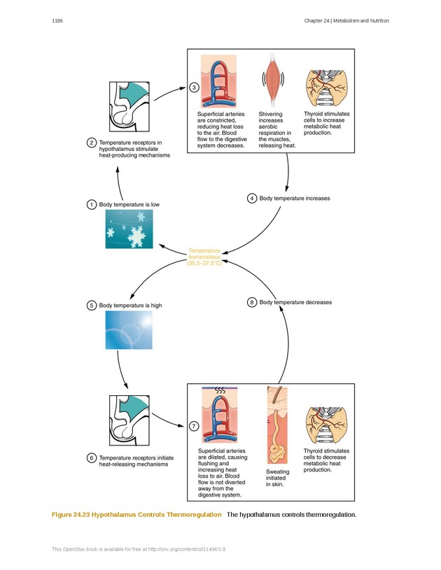 Anatomy & Physiology - 