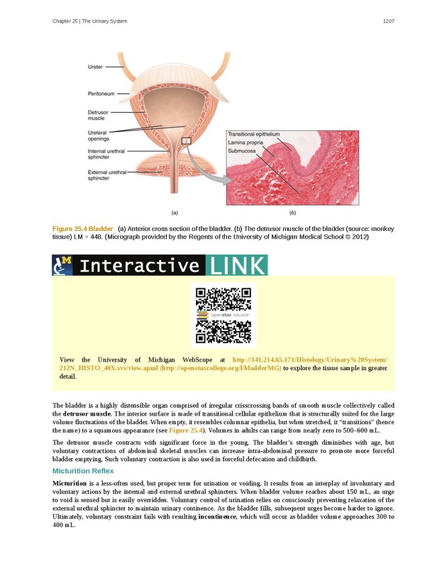 Anatomy & Physiology - 