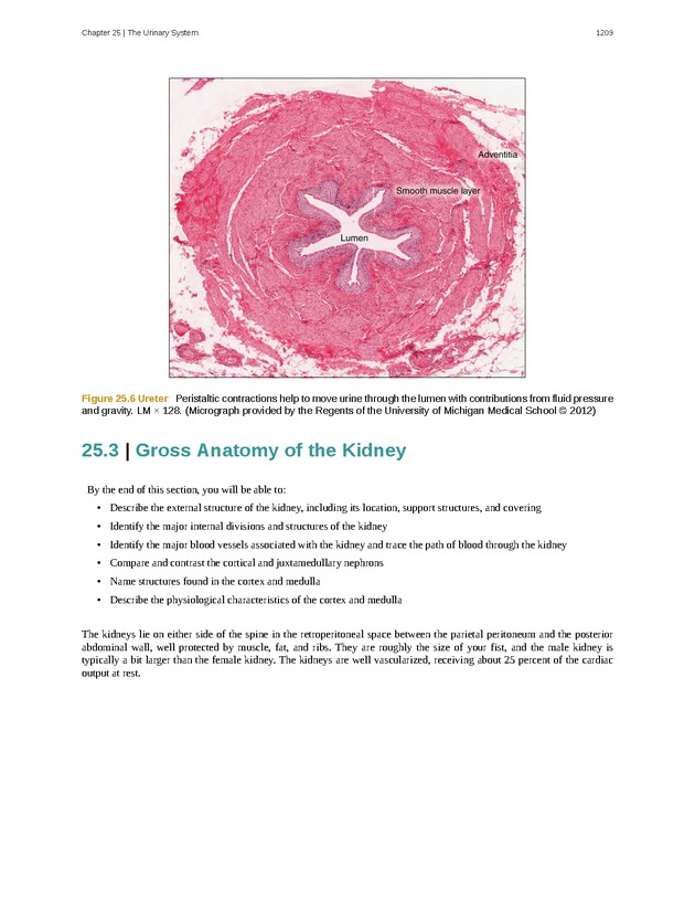 Anatomy & Physiology - 