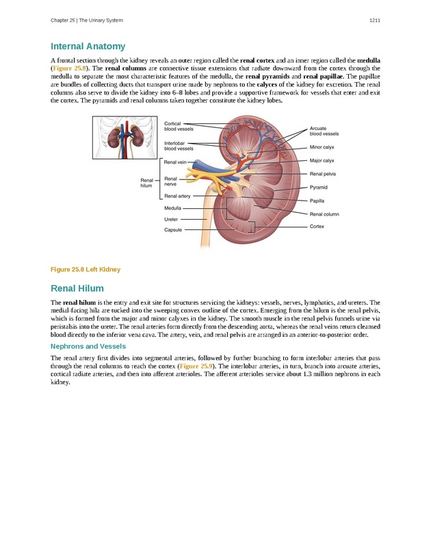 Anatomy & Physiology - 