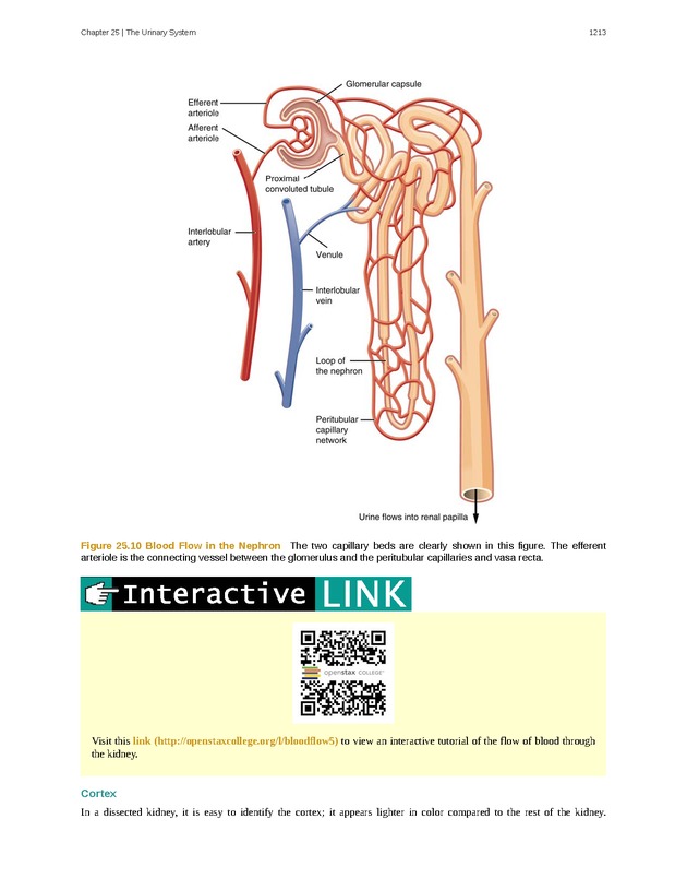 Anatomy & Physiology - 