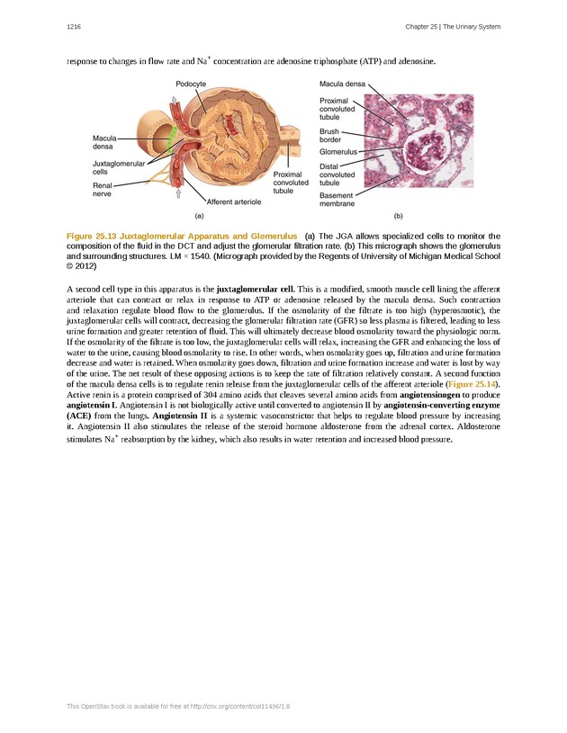 Anatomy & Physiology - 