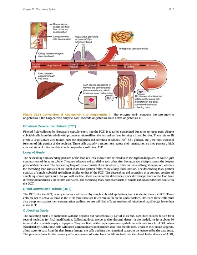 Anatomy & Physiology - 