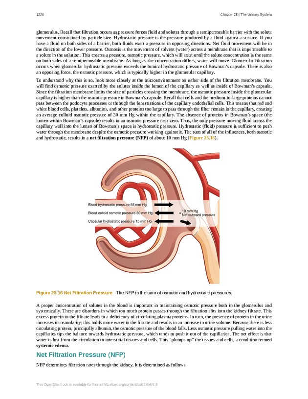 Anatomy & Physiology - 