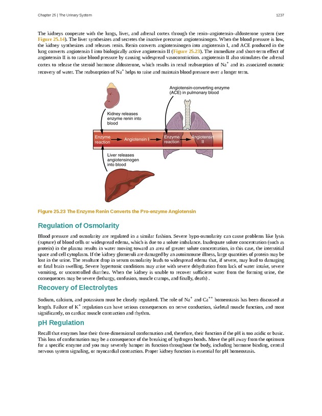 Anatomy & Physiology - 