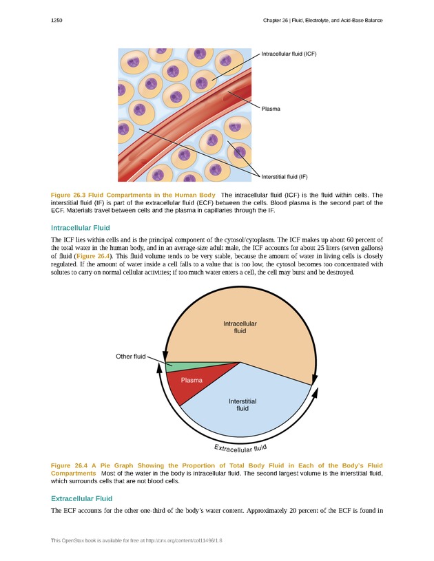 Anatomy & Physiology - 