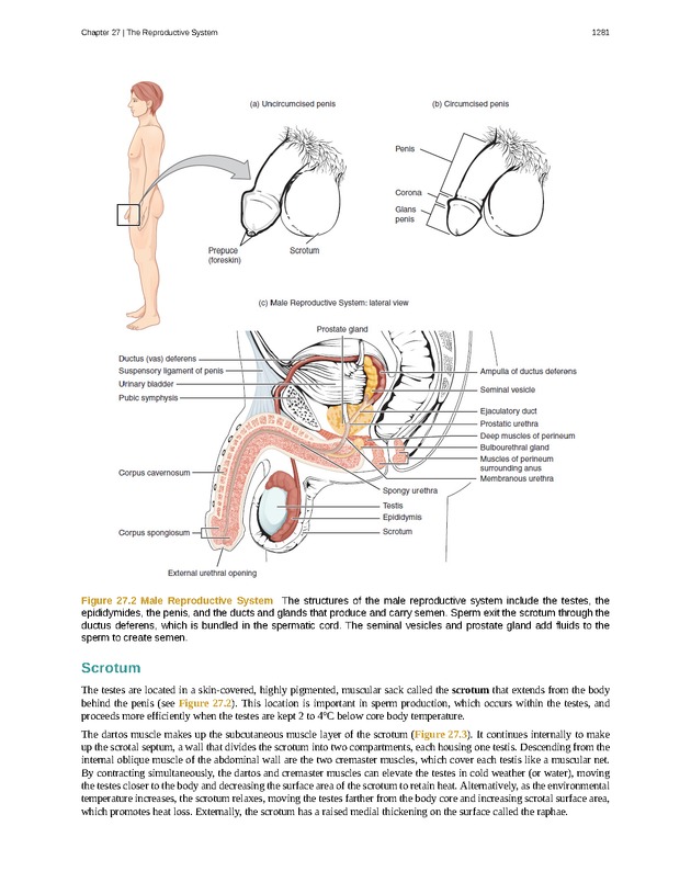 Anatomy & Physiology - 