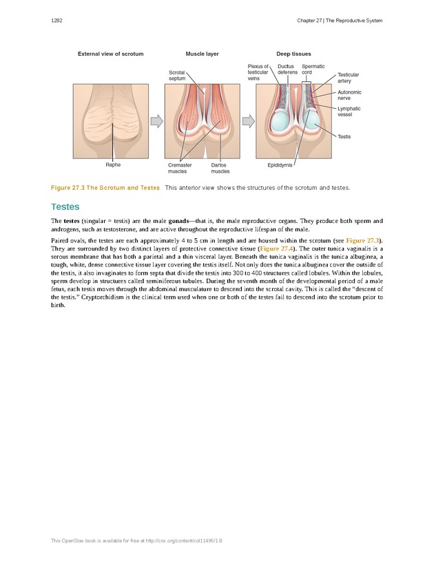 Anatomy & Physiology - 