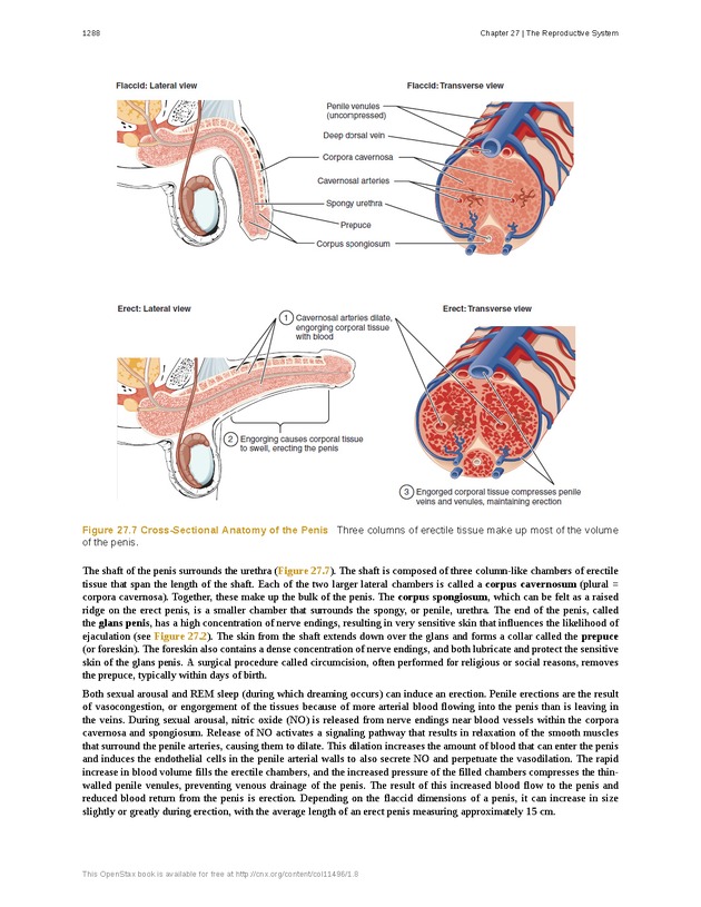 Anatomy & Physiology - 