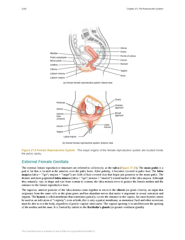 Anatomy & Physiology - 