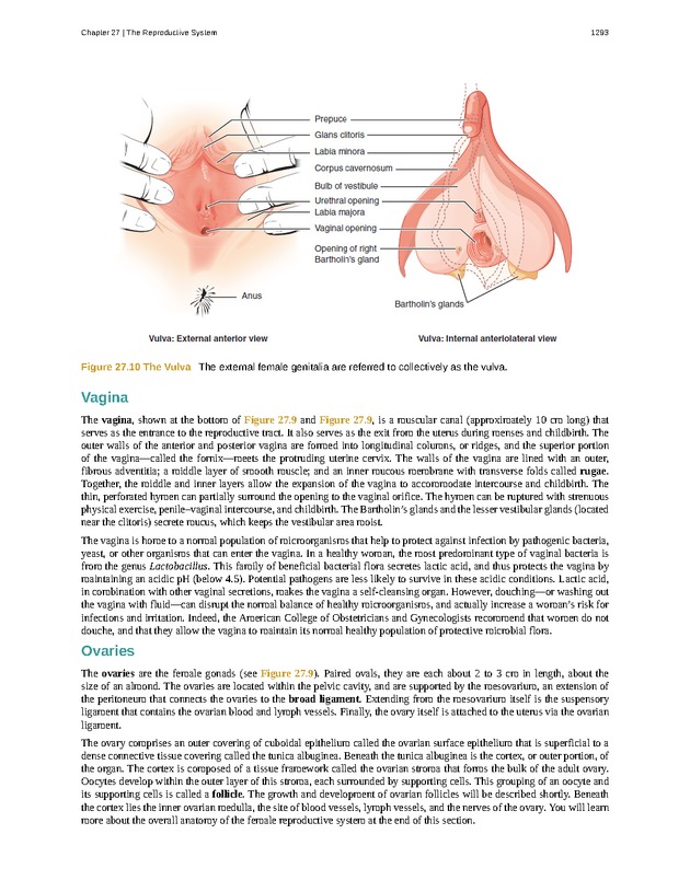 Anatomy & Physiology - 