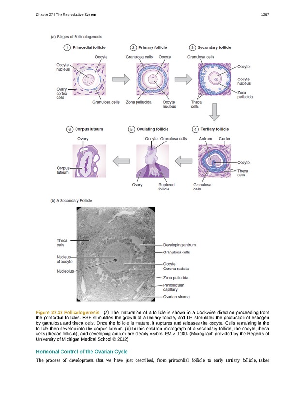 Anatomy & Physiology - 