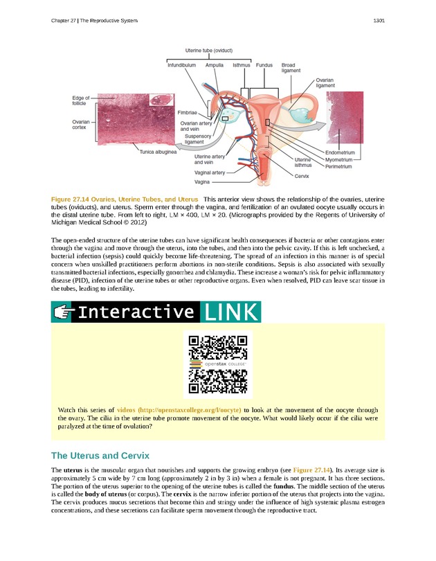 Anatomy & Physiology - 