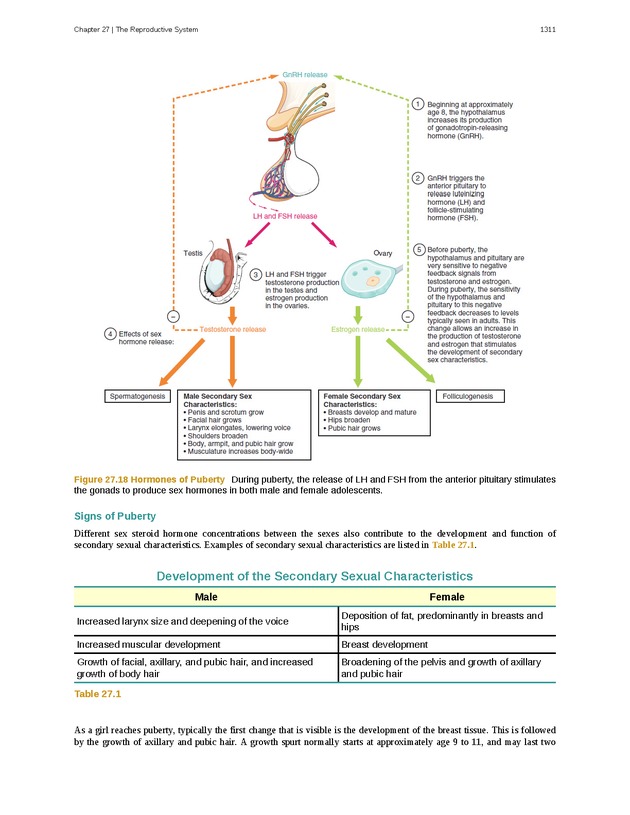 Anatomy & Physiology - 