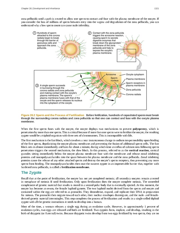 Anatomy & Physiology - 
