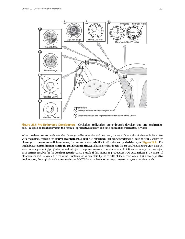 Anatomy & Physiology - 