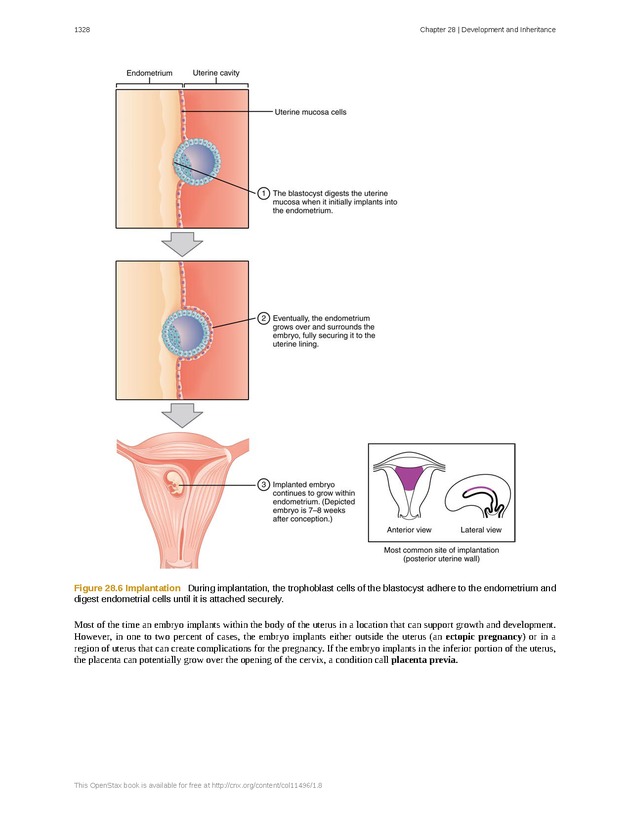 Anatomy & Physiology - 