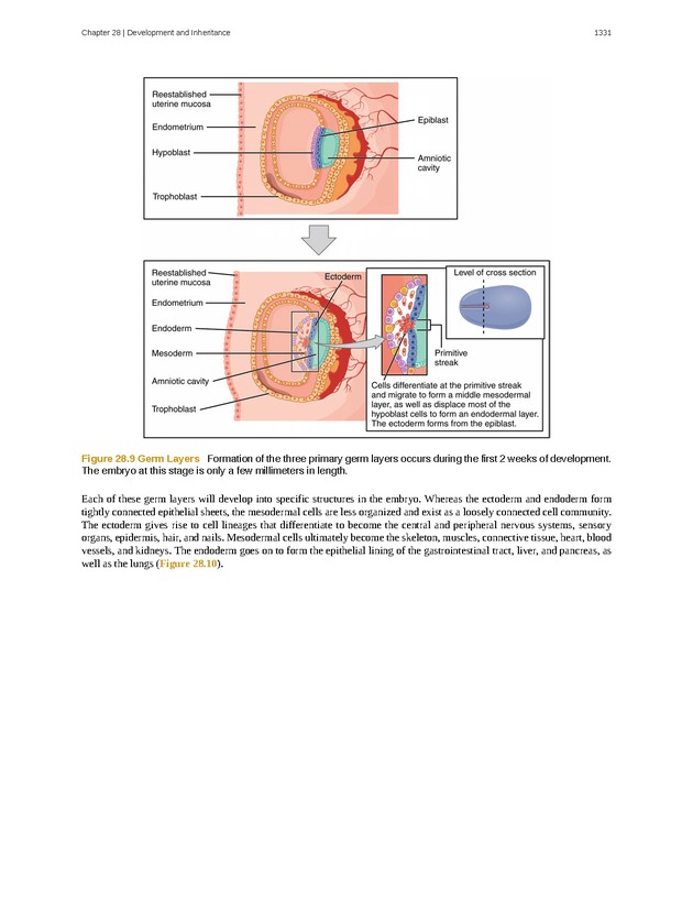 Anatomy & Physiology - 