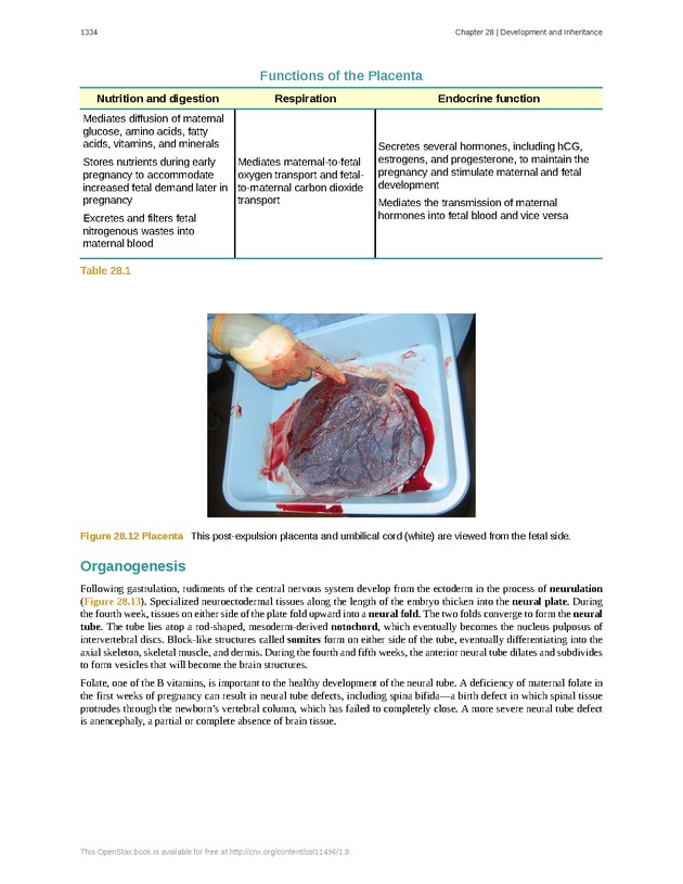 Anatomy & Physiology - 