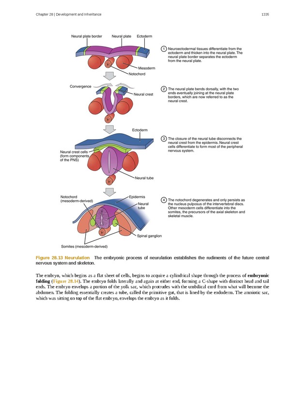 Anatomy & Physiology - 