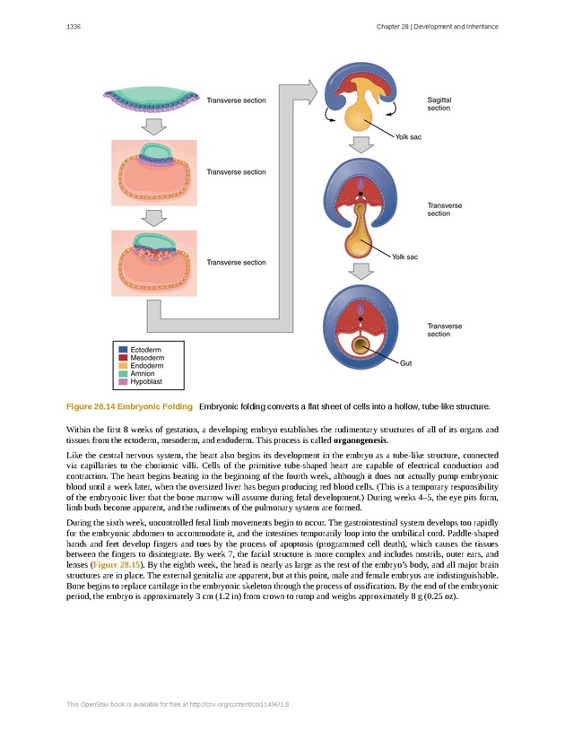 Anatomy & Physiology - 