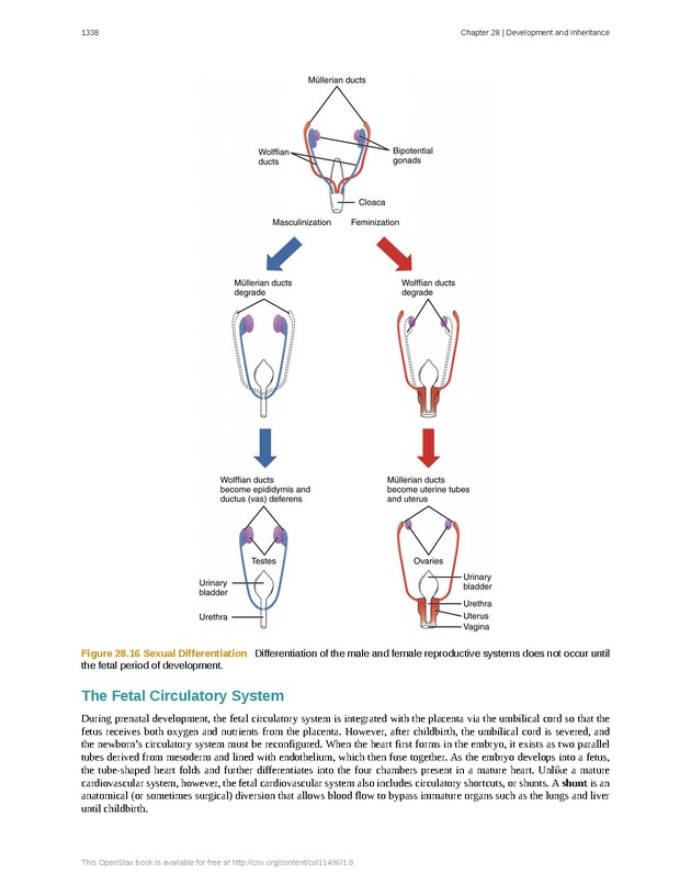 Anatomy & Physiology - 
